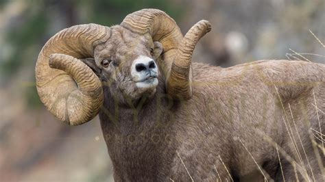 Bighorn Ram NEW World Record found in Montana — Tony Bynum Photography