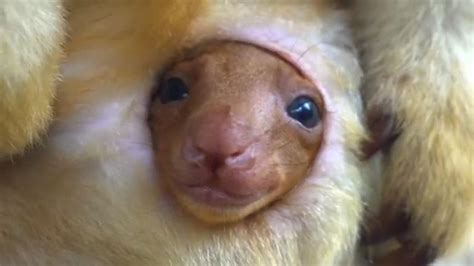 Baby tree kangaroo peeps out of mum's pouch in rare clip | World News | Sky News