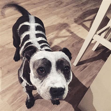 Philly the Staffy being a skeleton on Halloween. The Blueboys on instogram Dog Costumes For Kids ...