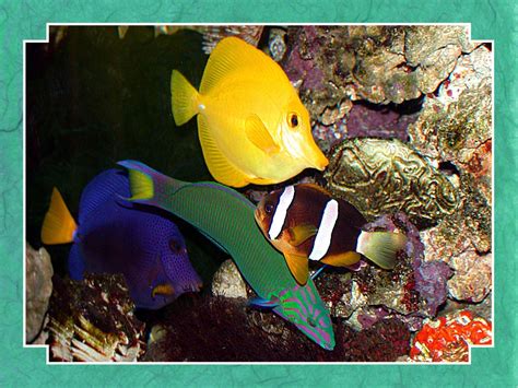 Tropical Fish Wallpaper - Fish Wallpaper (5413030) - Fanpop