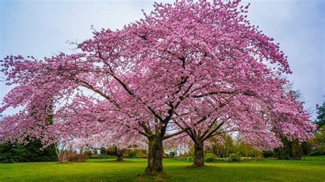 Single Cherry Blossom Tree