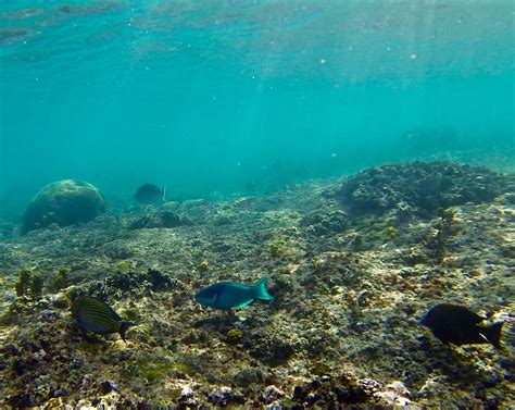 Snorkeling in Blue Lagoon Chris Ruppel