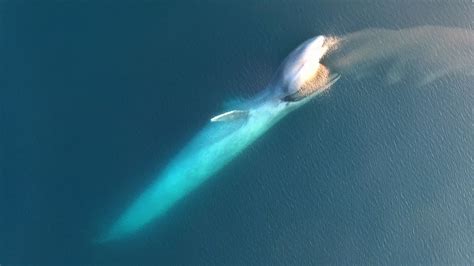 Drone Captures Amazing Footage of Blue Whale Feeding on Giant Schools ...