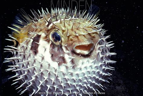 Puffer Fish stock photo - Minden Pictures