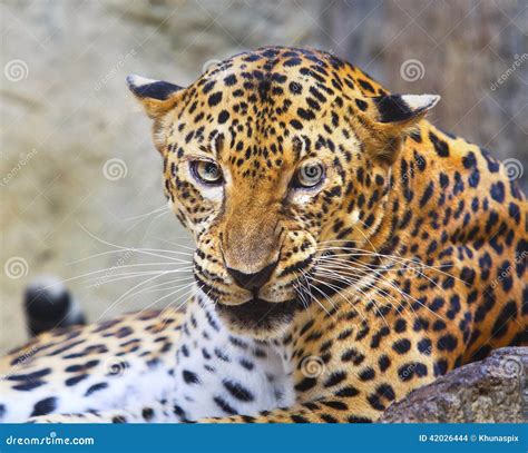 Close Danger And Angry Face Of Leopard In Wild Stock Photo - Image: 42026444