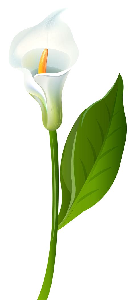 Calla Lily Clipart - ClipArt Best