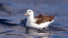 albatross grey headed mollymawk bird sky hd widescreen wallpaper ...