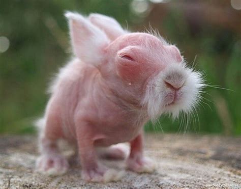 So ugly but so cute too! Hairless Bunny. Baby Wombat, Quokka Baby, Ugly Animals, Animals And ...