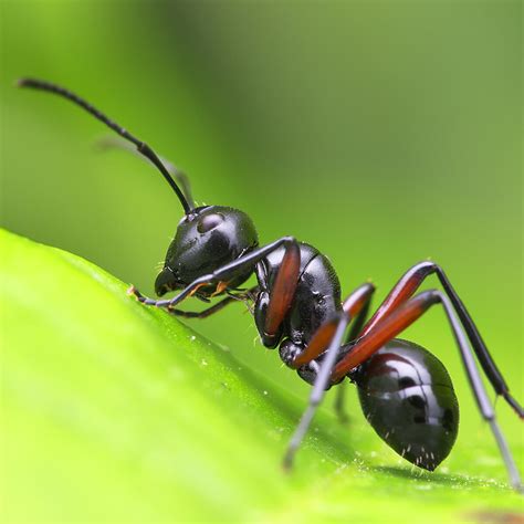 Little Black Ant Queen