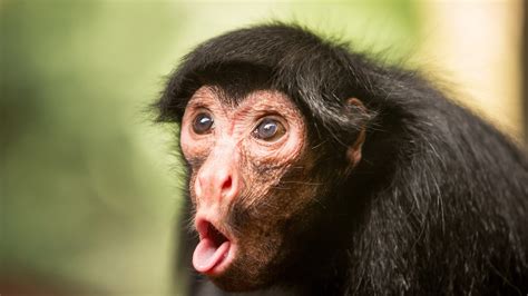 Funny Monkey Chimpanzee Face In Blur Background HD Funny Monkey ...