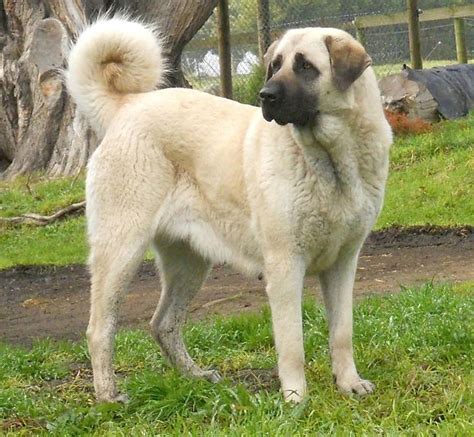 Anatolian Shepherd Dog Info, History, Temperament, Training, Puppy, Pictures