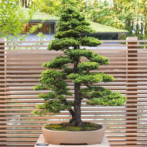 New bonsai display at the Portland Japanese Garden - Bonsai Tonight