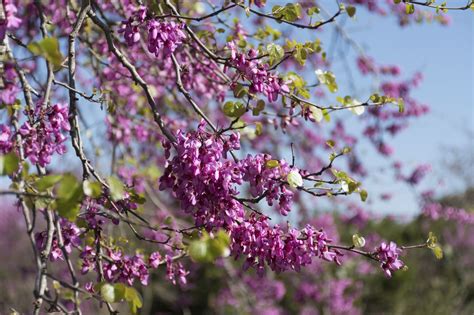 Redbuds are lovely small trees for gardens and backyards. Pruning a ...