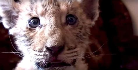 'Liger' Cub Is Born To Lion And Tiger Parents At Russian Zoo - The Dodo