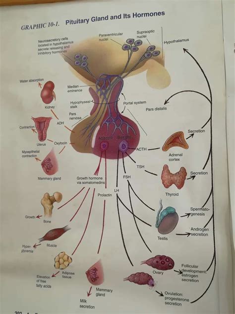 Hypophysis histology | Anatomia, Rimedi naturali, Corpo umano