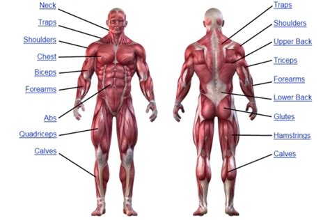 Muscle Anatomy - Human Anatomy Chart