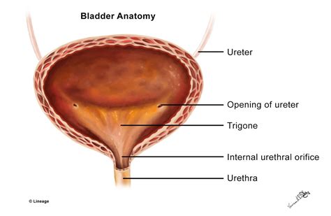 Urinary Bladder Anatomy