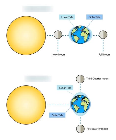 Earth's tides Diagram | Quizlet