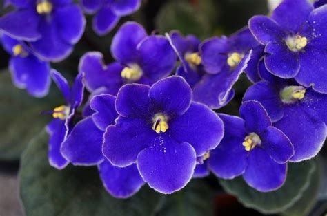 When Do African Violets Bloom? - Garden.eco