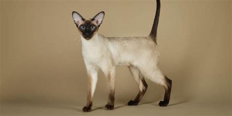 Siamese Cat Breed: Size, Appearance & Personality