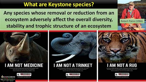 Keystone Species Diagram