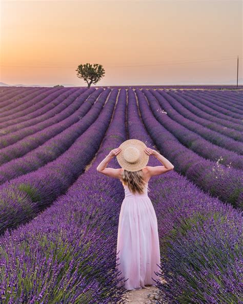 Essential Guide to the Lavender Fields in Provence - Limitless Secrets