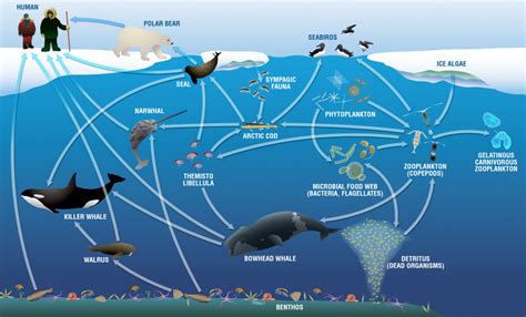 Countdown to Disaster in Marine Food Webs? | Ask A Biologist