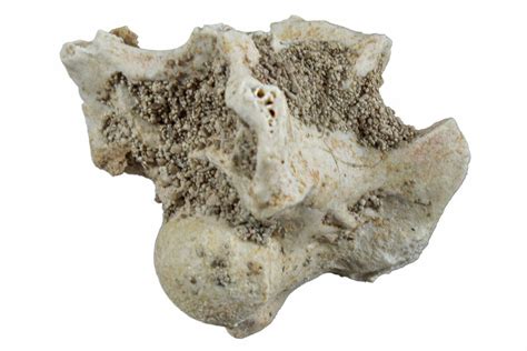 .80" Fossil Sea Snake (Palaeophis) Vertebra - Morocco (#261620) For ...