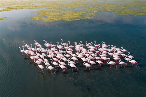 Stunning Aerial Photos of Pulicat Lake Flamingo Migration