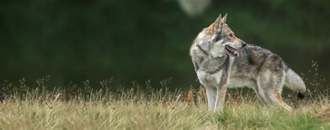 Saarloos Wolfdog | Dog Breed Facts and Information - Wag! Dog Walking