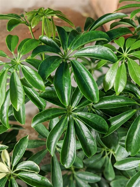 Learn all about caring for umbrella plants as houseplants!