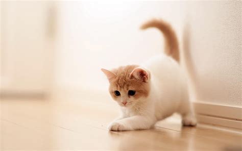 Full of cute cats for dell laptop HD wallpaper | Pxfuel