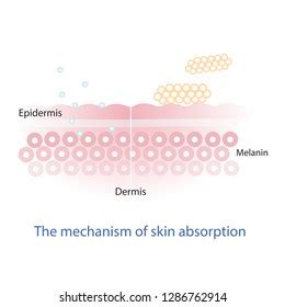 Mechanism Nutrient Absorption Through Skin Layer Stock Vector (Royalty Free) 1286762914 ...