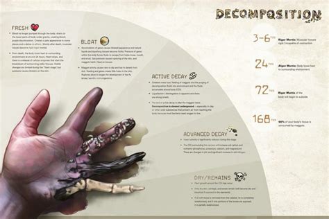 Stages of Bodily Decay (graphic image) | Graphic Medicine