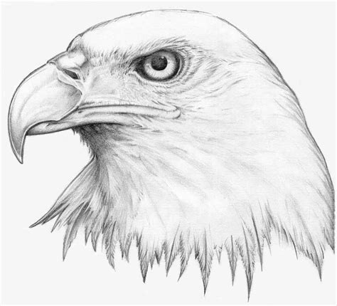 Flying Eagle Pencil Drawing at GetDrawings | Free download