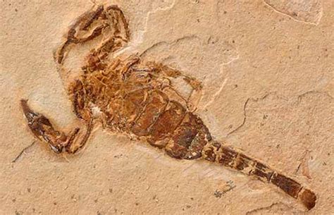 Scorpion Fossils - Crystalinks