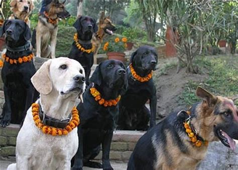 Festival In Nepal Honors Dogs, Thanks Them For Being Our Friends With Beautiful Celebration ...