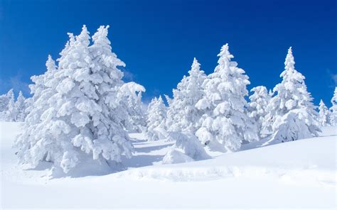 Download Forest Tree Snow Nature Winter HD Wallpaper