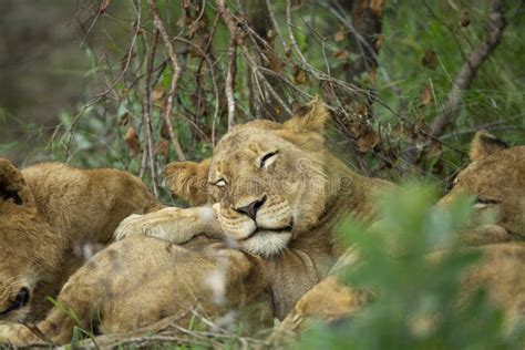 412 Pride Lions Sleeping Stock Photos - Free & Royalty-Free Stock ...