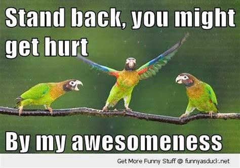 101 best parrot memes images on Pinterest | Parrots, Budgies and Parakeets