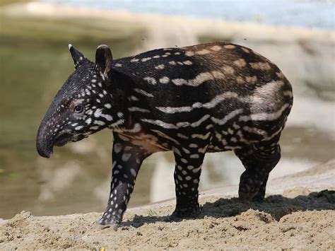 Malayan Tapir - Denver Zoo