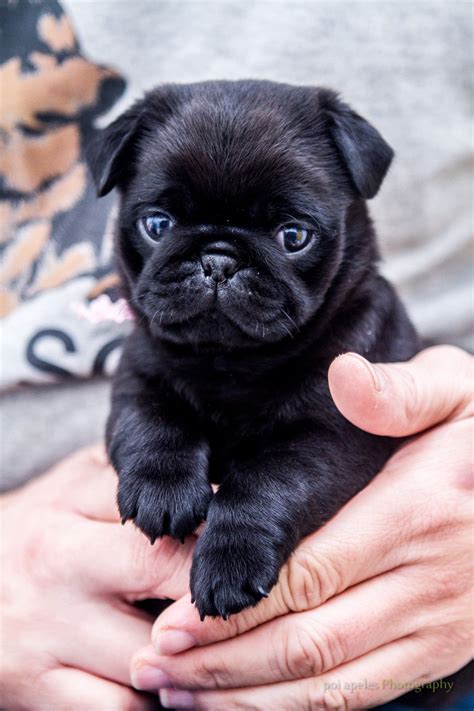 Holding a 10 week old pug - Imgur Black Pug Puppies, Pug Puppy, Cute Puppies, Dogs And Puppies ...