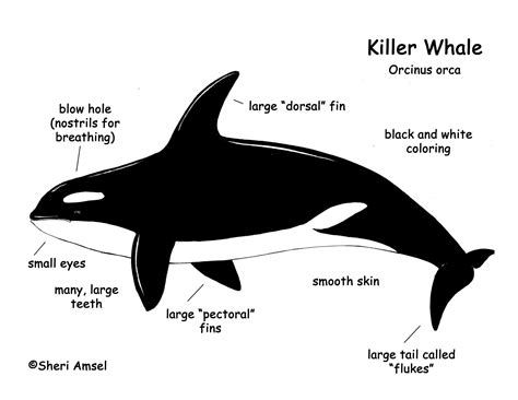 Whale (Killer) - Orca