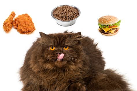 Overweight Cat: Why Being A Fat Cat Isn’t Always A Good Thing - CatGazette