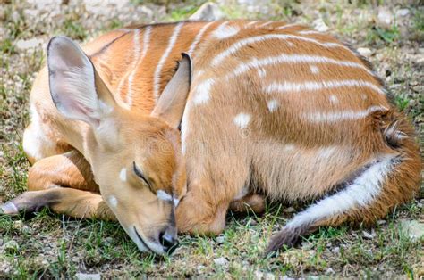 Baby Deer Sleeping stock photo. Image of sleep, sleeping - 47446622