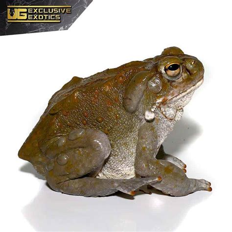 Colorado River Toads For Sale - Underground Reptiles