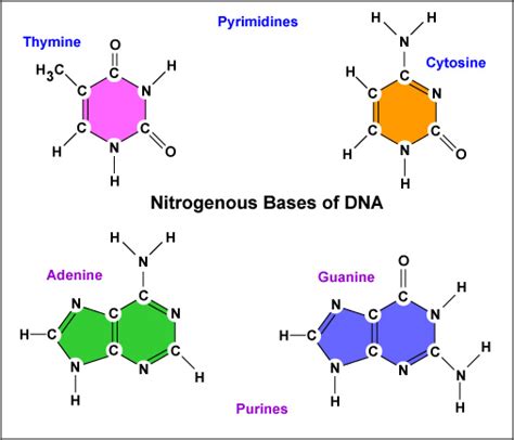 Nitrogenous Bases in DNA