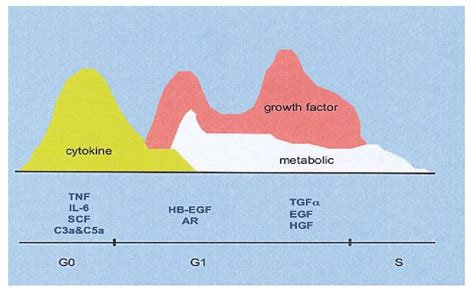 Liver Regeneration : Hepatology