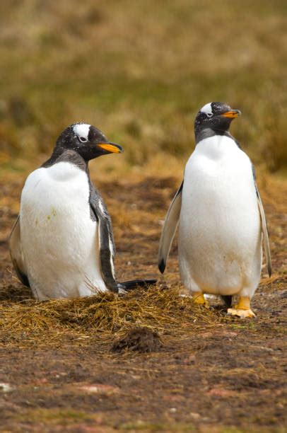 140+ Penguin Hatching Photos Stock Photos, Pictures & Royalty-Free Images - iStock