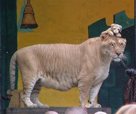 Hercules the Liger Weighs 900 Pounds